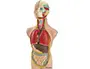 Imagen Juego miniland anatomia humana 11 piezas 50 cm 2