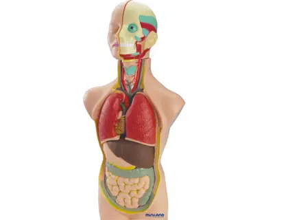 Imagen Juego miniland anatomia humana 11 piezas 50 cm